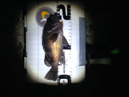 昨日のようには