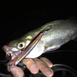 キビレにシーバス♪