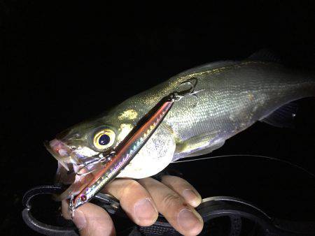 キビレにシーバス♪