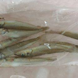 ちょい投げでキス