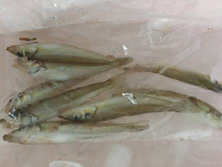 ちょい投げでキス