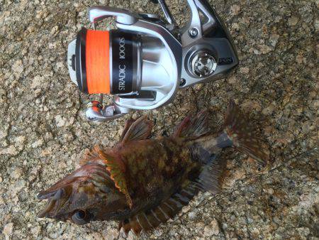 ロックフィッシュ