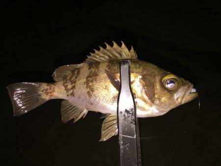 ライトゲームで何が釣れる？