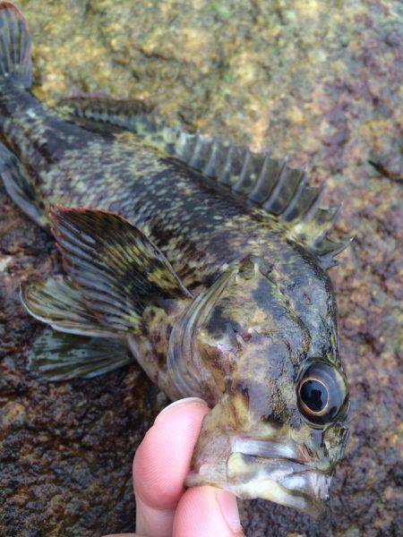 ハマるソイング