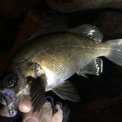 アジ狙いのメバル〜