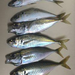 僕にも釣れました!