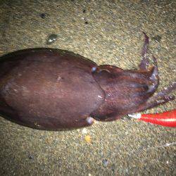 アオリざんねん