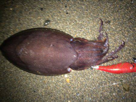 アオリざんねん