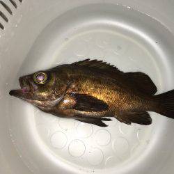 デカメバル狙い☆