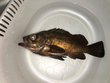 デカメバル狙い☆