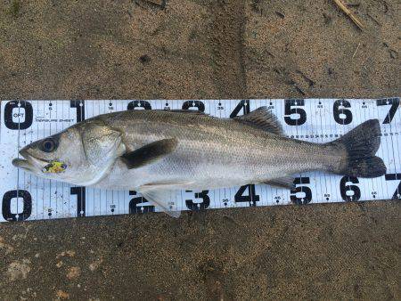 鉄板バイブで、良型シーバスGET