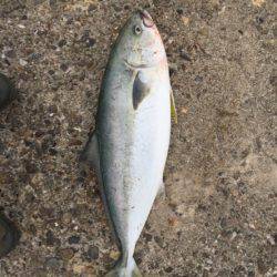 泉南青物ゲーム