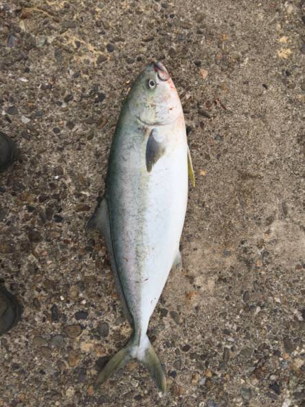 泉南青物ゲーム