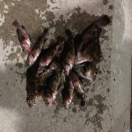 アジを探してます