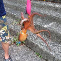 もうタコいますよ