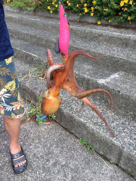 もうタコいますよ