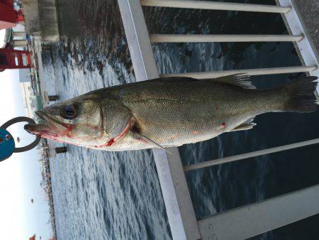初登場、シーバス釣果