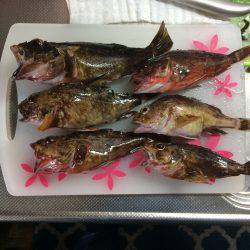 テキサスで根魚狩り