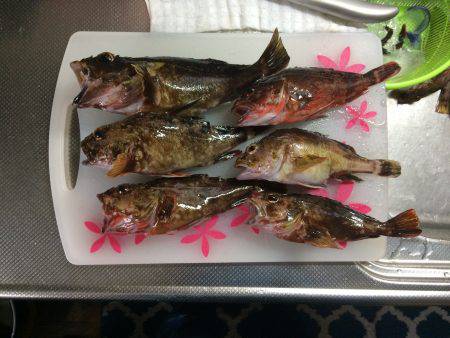 テキサスで根魚狩り