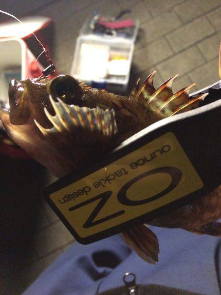 サクッと短時間釣行