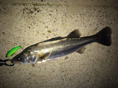 シーバス、ナイトゲーム好調