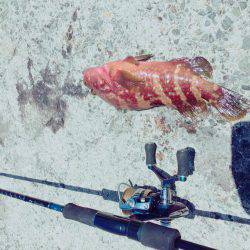 やっときた！アコウ