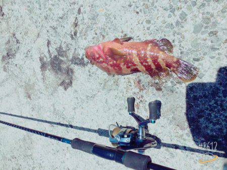 やっときた！アコウ