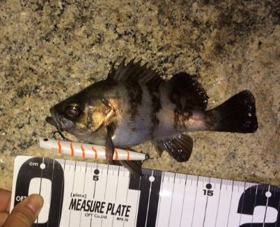 シーバスandチニング