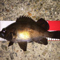 高活性＼(^o^)／メバちゃん