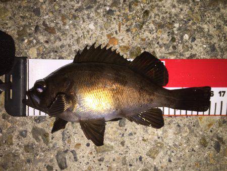 高活性＼(^o^)／メバちゃん