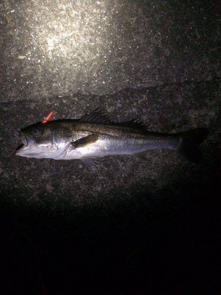 バチゲーム楽しみました^_^