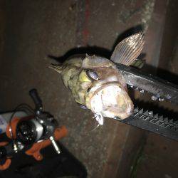 近所でメバリング！