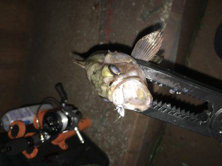 近所でメバリング！