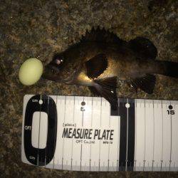 岬ランガンメバリング