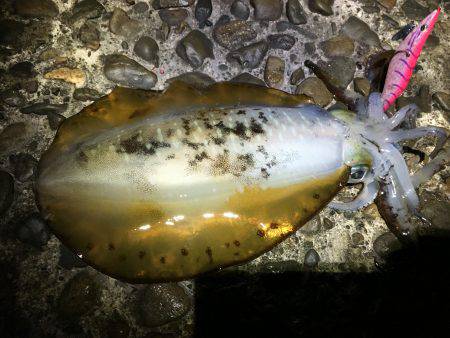 春イカ 弾丸釣行