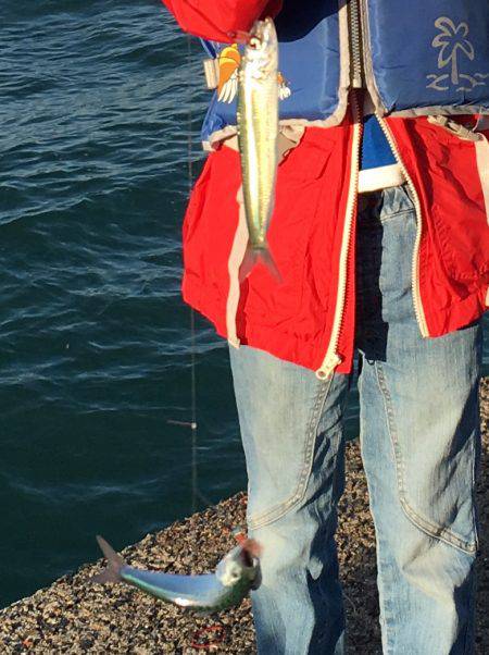 こどもの日のサビキ釣り