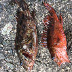 GWイワシで大賑わいです