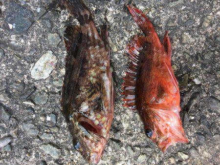 GWイワシで大賑わいです