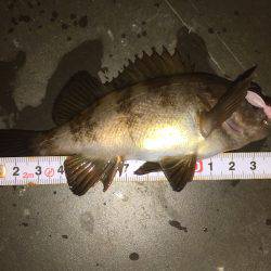 連日連夜のメバル調査＼(^o^)／