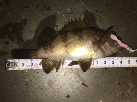 連日連夜のメバル調査＼(^o^)／