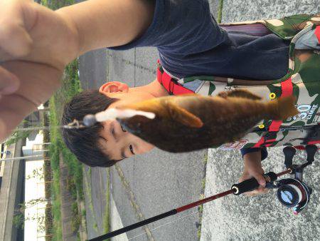 ロックフィッシュ