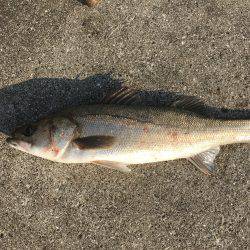 今期初の神戸沖堤へ