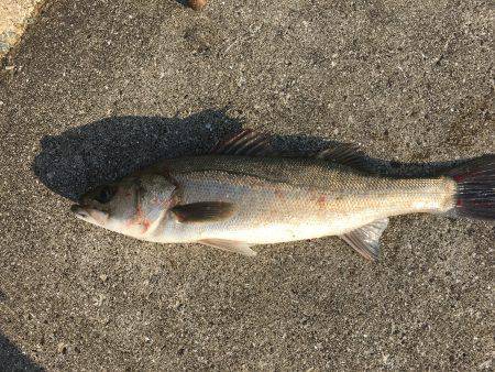 今期初の神戸沖堤へ