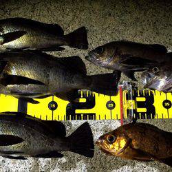 満月メバリング