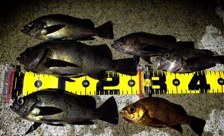 満月メバリング