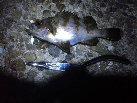 ガシリ…いや、メバリング。