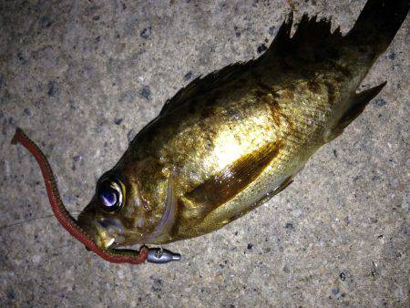 癒やしを求めて