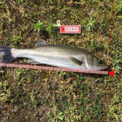 ランカーゲットでも？