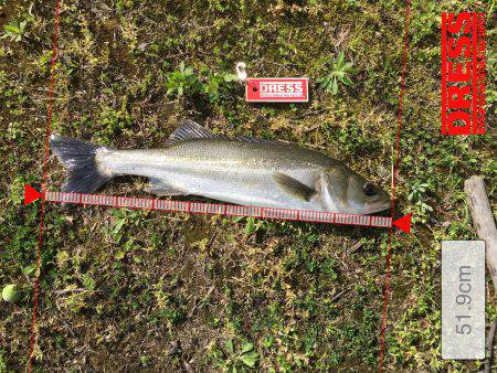 ランカーゲットでも？