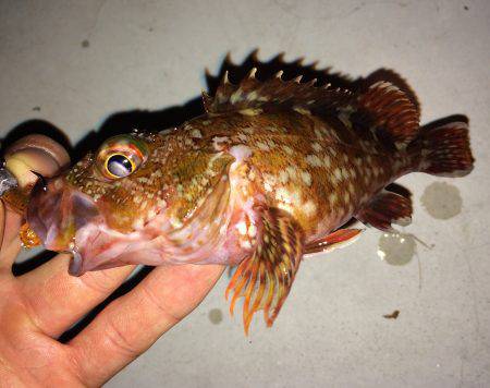 ロックフィッシュねらい